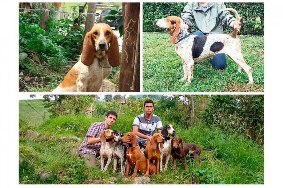 Perro de cacería tradicional campesino / Agencia de Noticias de la Universidad Nacional
