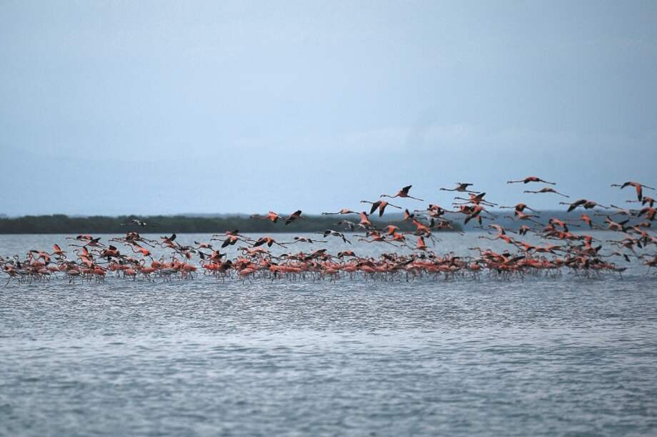 Santuario de fauna y flora Los Flamencos