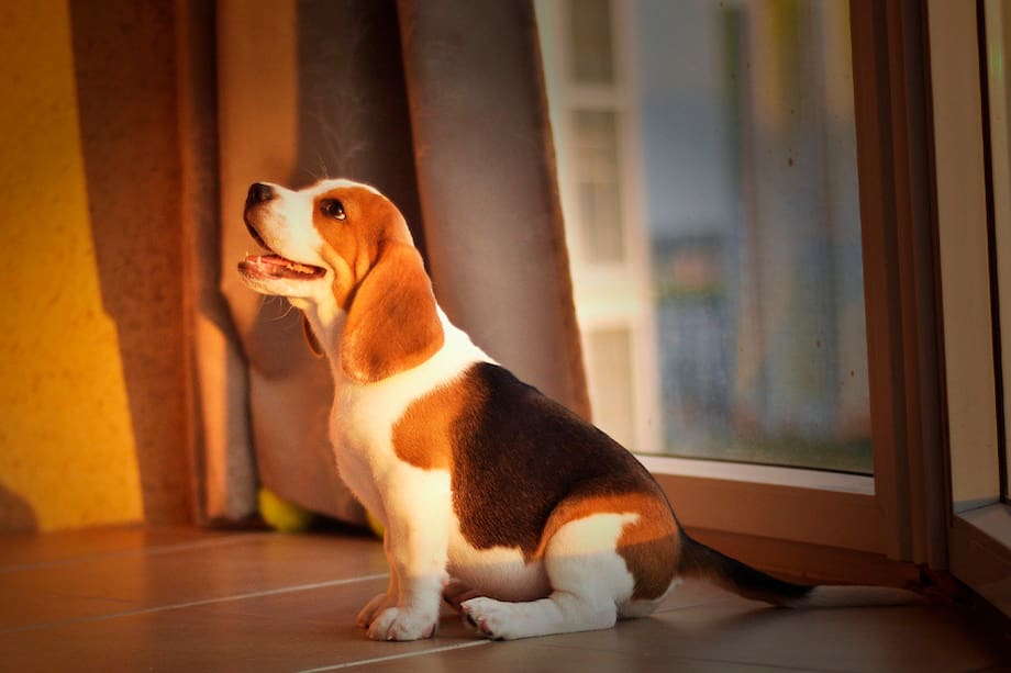 ¡Conócelas! 5 razas de perros que son menos agresivas