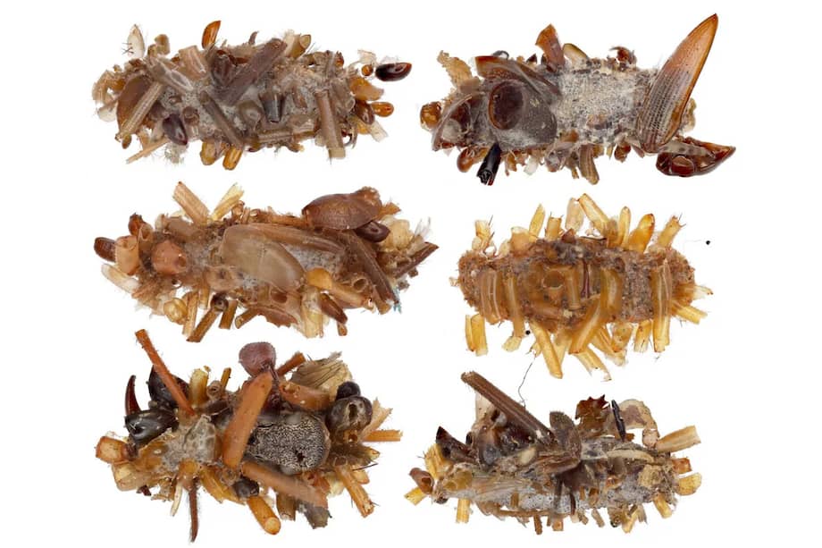 Oruga que los investigadores denominaron "recolectora de huesos", cubierta con restos de sus presas, como hormigas, moscas y escarabajos,