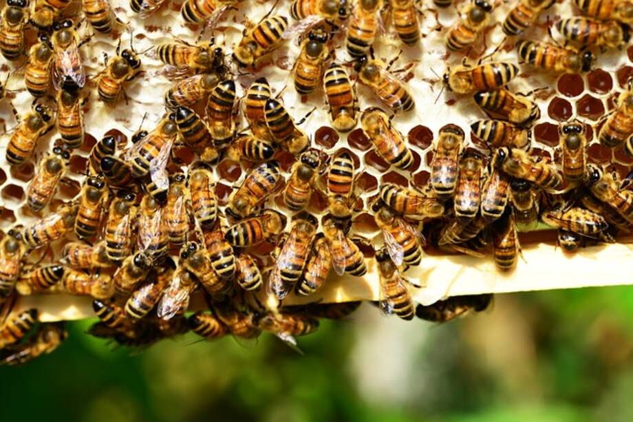 En los últimos tres años, el 34% de las colmenas se han perdido por envenenamiento de agroquímicos en el país según estimaciones realizadas por el colectivo Abejas Vivas. / Imagen de referencia - Pixabay