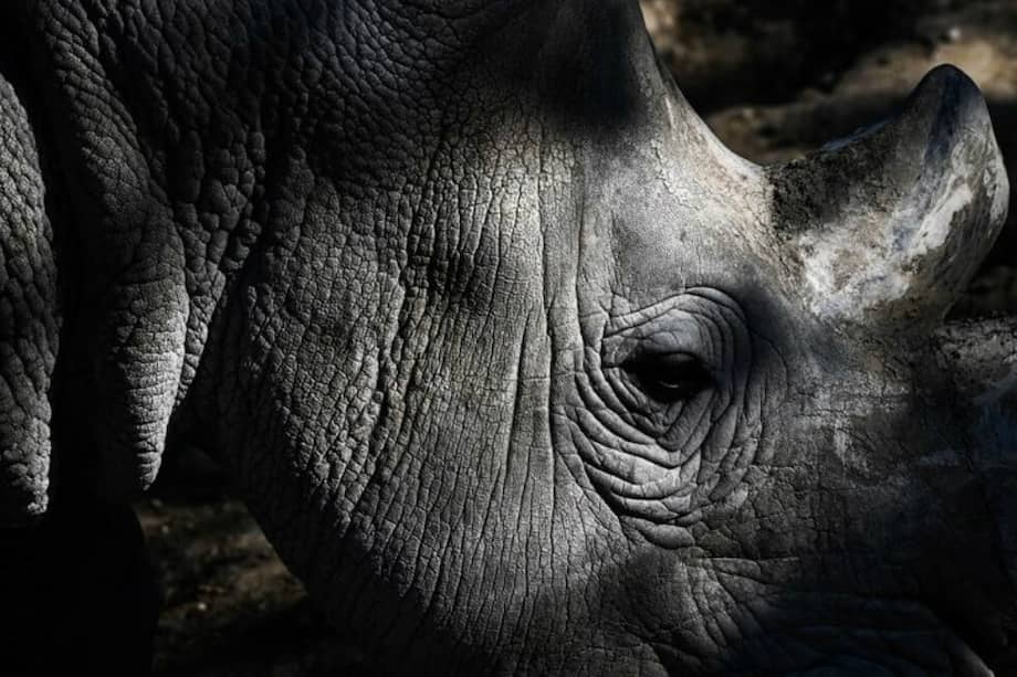 Muchos científicos que estiman que la Tierra entró en la sexta "extinción masiva", la primera atribuida al hombre, y que ya hizo desaparecer al menos a 680 especies de vertebrados en los últimos 500 años. / AFP