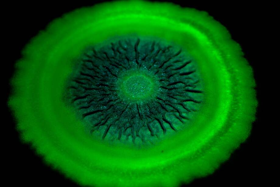 “Bacillus subtilis” es una bacteria comúnmente encontrada en el suelo. / Fotos: Scott Chimileski y Roberto Kolter, Harvard Medical School