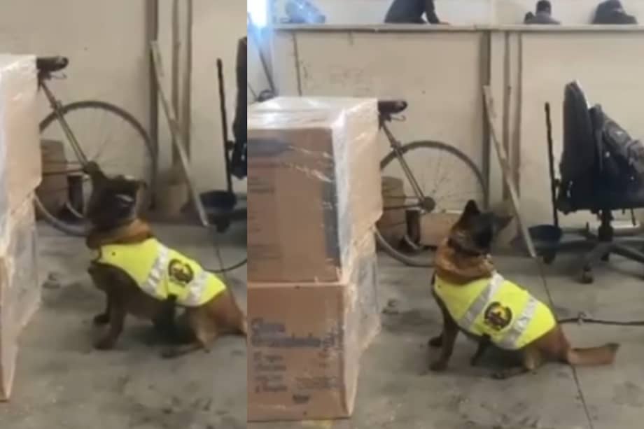 La canina detectó 57 kilos de marihuana ocultos en una bodega de envíos en Mosquera.