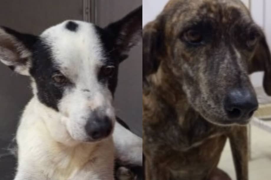 Los dos perros permanecen bajo cuidado veterinario mientras encuentran un hogar definitivo.