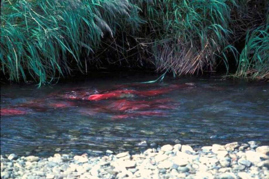 El proceso de desove de los salmones rojos, específicamente, se ha adelantado por cambio climático. / Pixnio