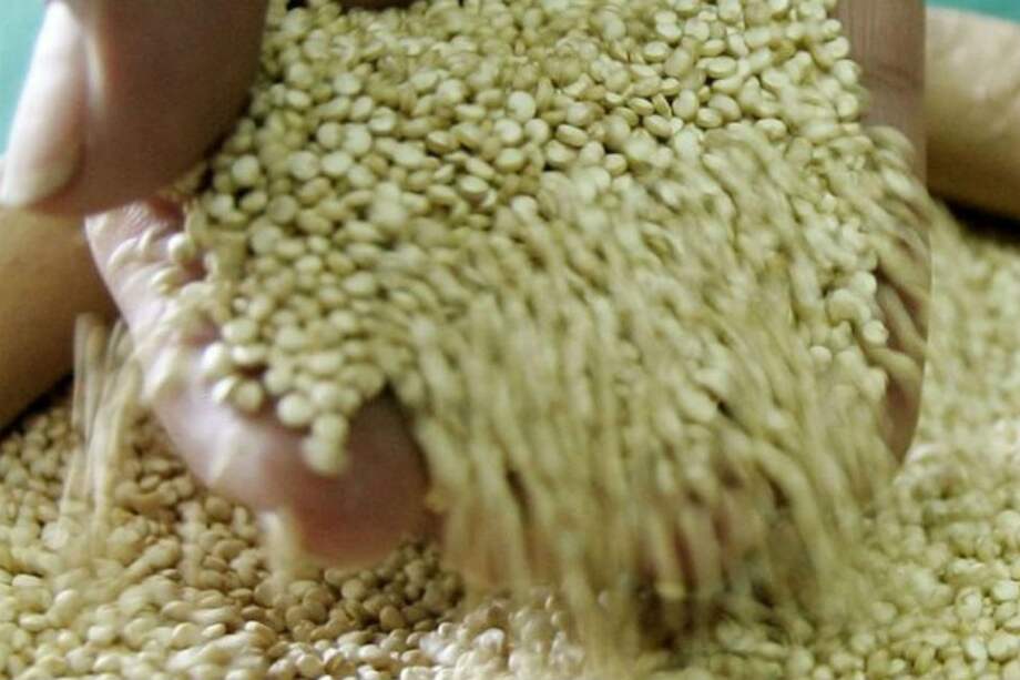 Popayán quiere poner de moda la quinua