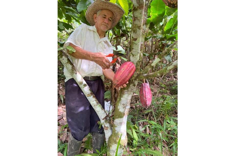 El programa Cacao para la Vida: + Bosques para la Amazonía, que inició su implementación en 2021, tiene como objetivo consolidar una cadena de valor de cacao libre de deforestación que proteja y restaure paisajes, y en el que se beneficien los pequeños agricultores de los municipios PDET.