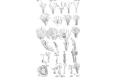 Carlos Linneo: el arte de ordenar y nombrar la naturaleza