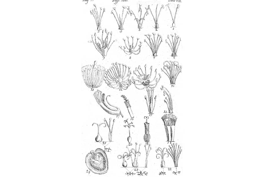 Clases de plantas según el número de estambres, de Carlos Linneo, en el libro Systema Naturae, de 1748