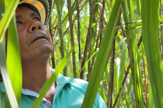 Este es el pueblo de Colombia conocido como “la capital del sombrero vueltiao”: ¿cómo ir? | EL ESPECTADOR