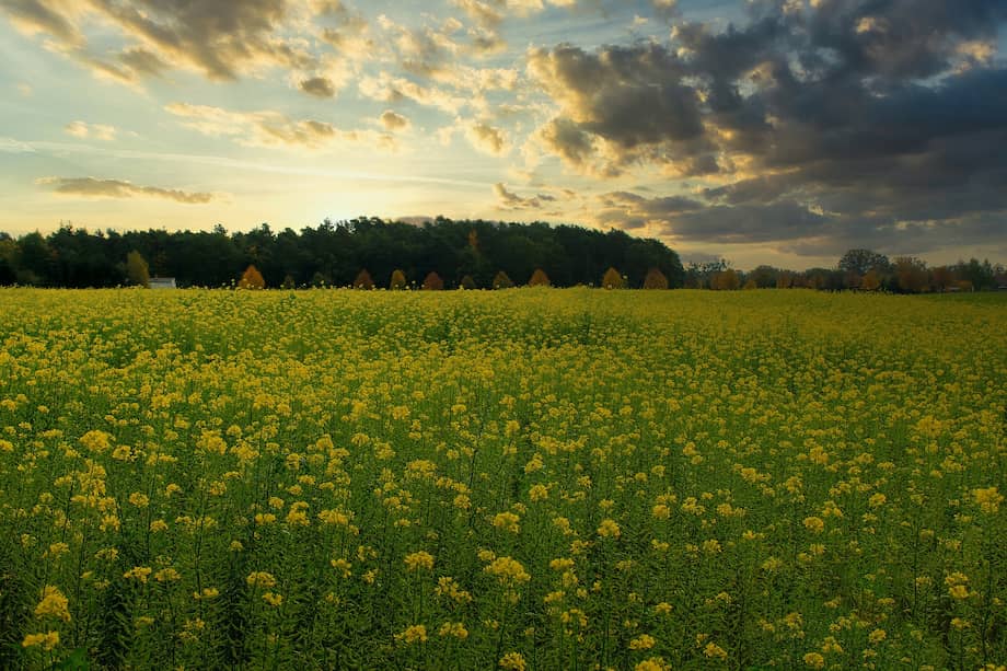 Un campo sembrado con planta de mostaza.
