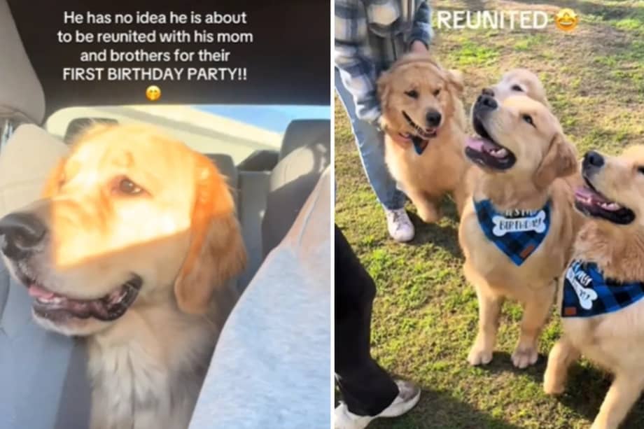 La similitud entre los perros era tal que incluso a los dueños les costaba distinguirlos, y solo fue posible identificarlos por sus comportamientos particulares.