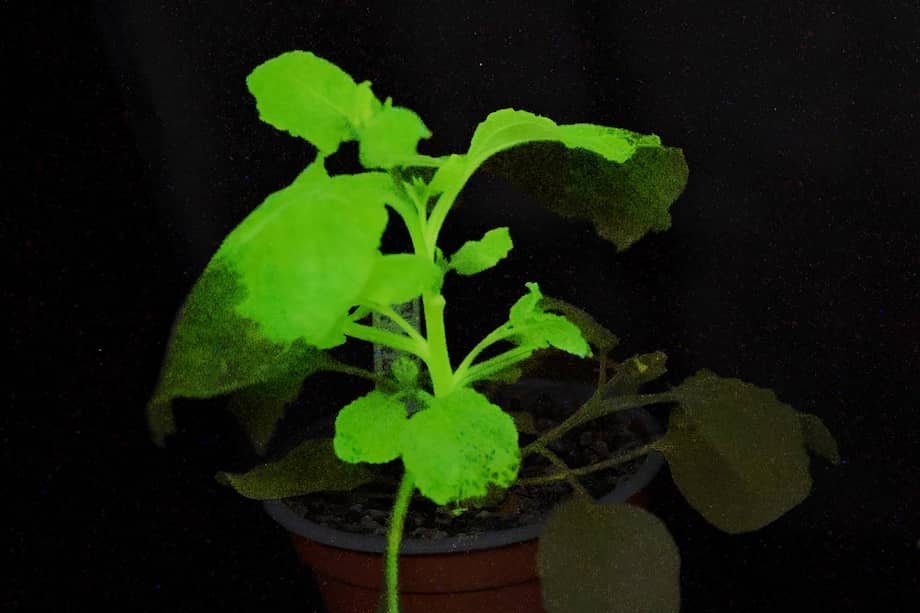 Planta utilizada en el estudio iluminada de color verde, lo que indica la presencia de un virus.