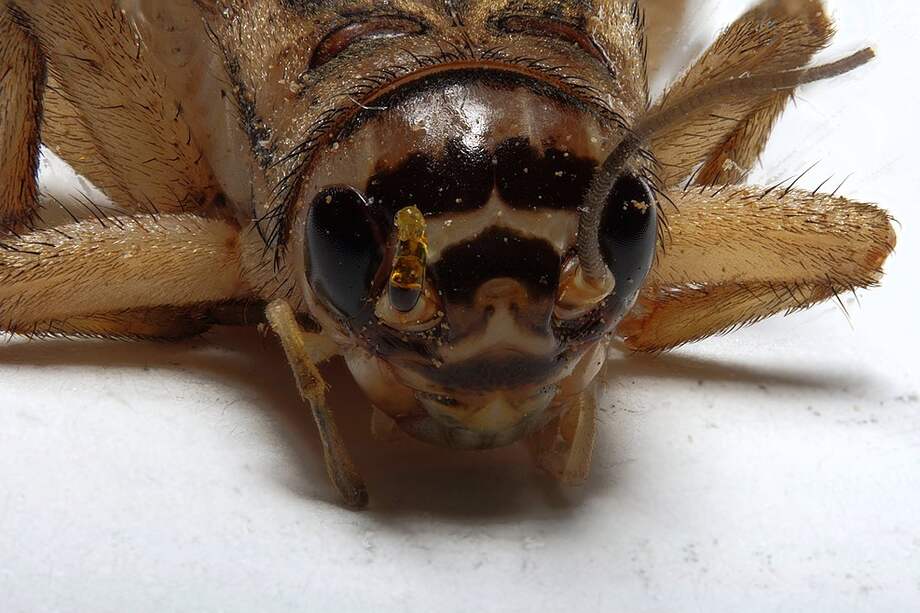 El grillo común ("Acheta domesticus") fue uno de los insectos aprobados por Singapur para consumo humano.