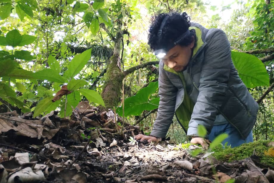 El objetivo, explica la entidad, es “fomentar la investigación en biodiversidad colombiana desde todas las áreas del conocimiento”.