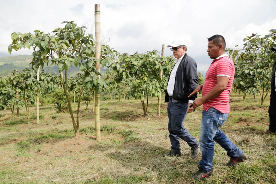 Los diplomáticos de 15 países que integran el Consejo de Seguridad de la ONU visitaron una plantación de tomates de árbol que le pertenece a excombatientes de las Farc./ Cortesía.