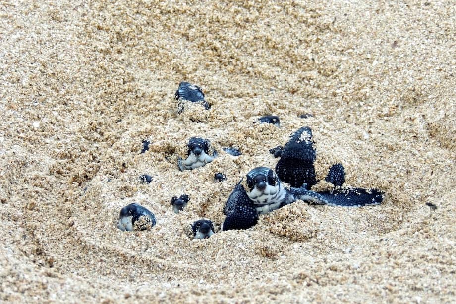 Las especies de tortugas marinas que habitan Colombia tienen algún grado de amenaza. / Fundación Tortugas del Mar.