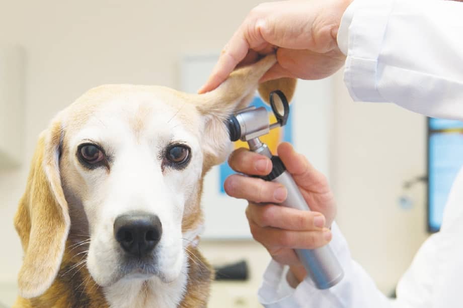 Con la renovaciónde Zoonosis se busca crear un hospital básico de primer nivel y una unidad neonatal. / iStock