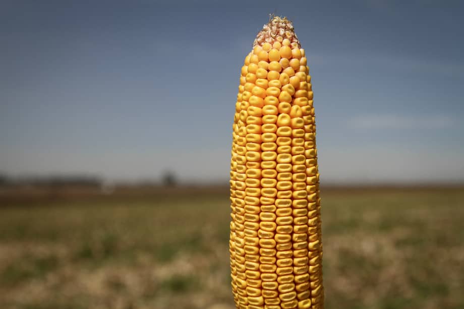 La guerra en Ucrania y eventos climáticos han impactado la producción global de maíz.