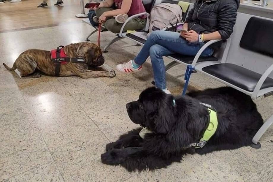 Los ciudadanos que desean viajar con sus animales de compañía en cualquiera de los terminales del transporte del país deben cumplir con unos requisitos.