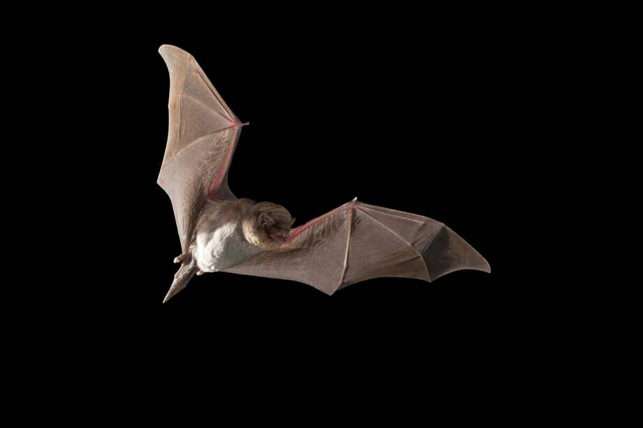 A raíz de la pandemia que ha generado el Coronavirus, los murciélagos han sido blanco de persecuciones en distintos países. / iStock