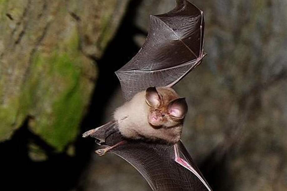 Colección de murciélagos más grande del país está en Bogotá