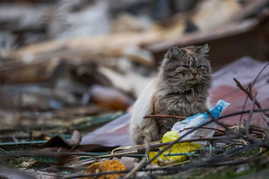 Los gatos “nuevos”, que nazcan después de esa fecha, no podrán deambular por las calles de la ciudad. Los que ya lo hacen, entendiendo que eso ya hace parte de su naturaleza, lo podrán seguir haciendo, exceptuando 17 suburbios declarados de contención de gatos.