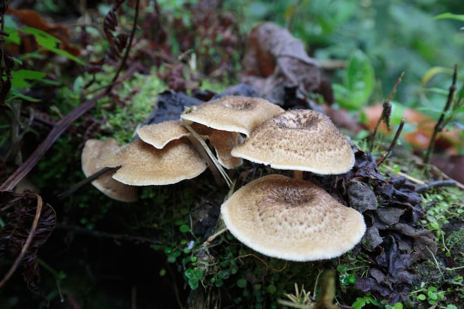 Se cree que hay 2,5 millones de especies de hongos en el mundo.