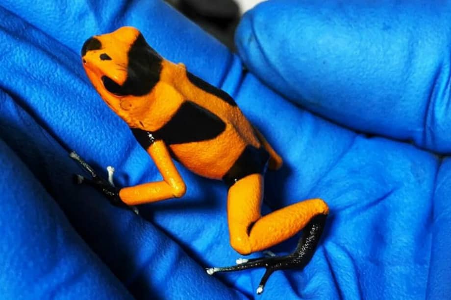 Las ranas venenosas son una de las especies que más se han incautado en Colombia. / Secretaría de Ambiente de Bogotá