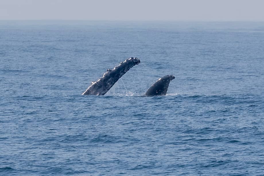 La actividad sísmica podría tener una profunda influencia en la red alimentaria basada en el fitoplancton, que alimenta a los crustáceos y al krill que sustentan a animales más grandes, como las ballenas. EFE/ Antonio Lacerda