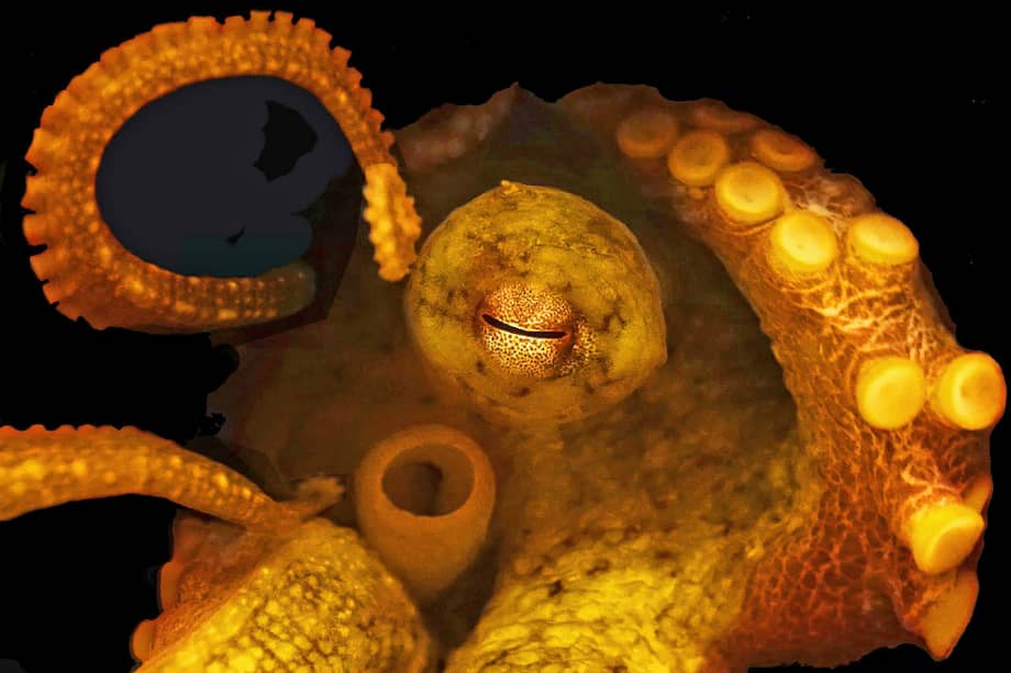 Se encontró, además de esto, que el cambio de las temperaturas también aumentaría de las crías, así como de las muertes prematuras de las madres embarazas.