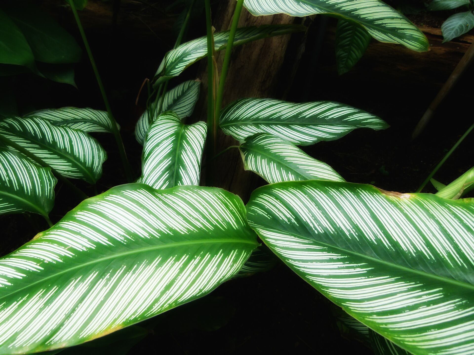 Cinco tipos de calatheas que puede tener en casa y cmo cuidarlas