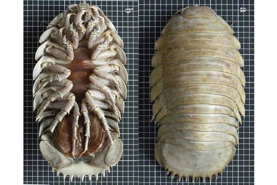 La especie B. giganteus puede medir hasta nueve centímetros.