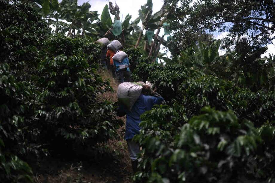 Café, a la espera de otro salvavidas