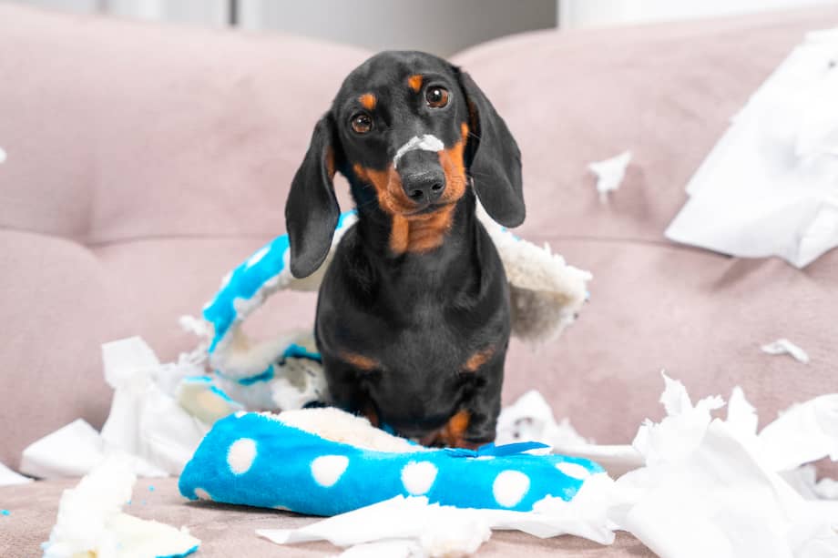 Descubre por qué tu perro hace destrozos cuando lo dejas solo.