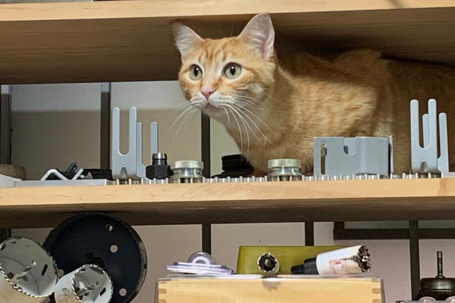 Miguel, su equipo y sus máquinas trabajan no pocas veces vigilados desde lo alto por la mirada inquisitiva de un gato en el “Laboratorio de maquetas arquitectónicas Miguel Forero”