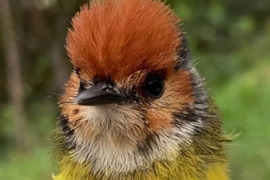 Titirijí Capirrufo. Se encuentra en las montañas de los Andes de Venezuela, Colombia y Ecuador.