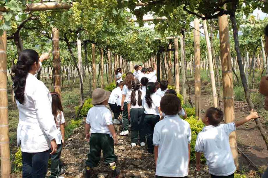 Grupos de niños de la región fueron los primeros en recorrer unos de los cultivos de vid del parque. / Cortesía