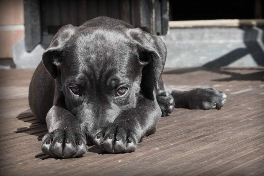 La domesticación implica criar animales en un entorno que difiere de su hábitat natural, lo que acaba modificando su comportamiento y aspecto físico. / Pixabay