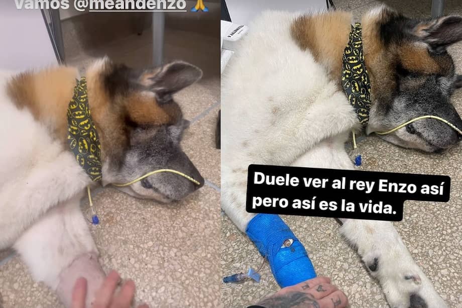 J Balvin habló de la difícil situación que atravesó con su perro: "Duele verlo en la clínica"