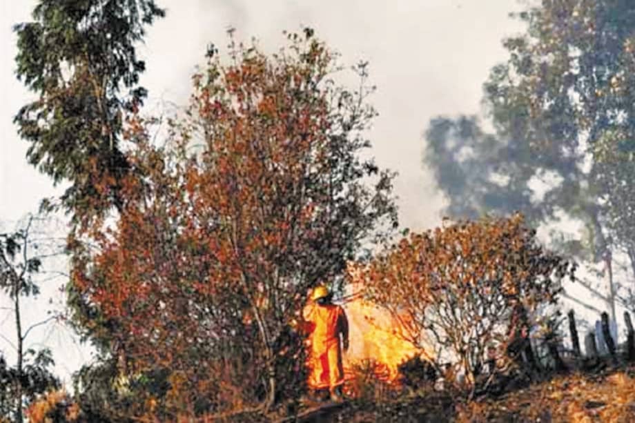 De acuerdo con la investigación, los fuegos salvajes son necesarios para los ecosistemas. / Archivo