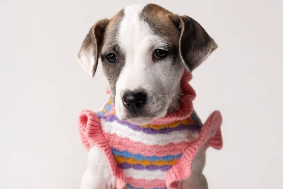 La cachorra de tres meses fue rescatada junto a su madre y hermanos durante una jornada de esterilización.