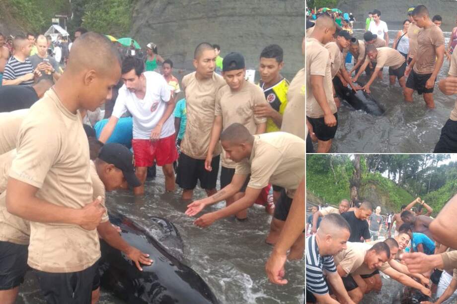 Según investigadoras de la Corporación Académica Ambiental de la Universidad de Antioquia, el ballenato está solo y perdido, pues su ruta en el Caribe está alejada del golfo de Urabá. / Fotografía cortesía: Luz Marleny Garcia, oceanógrafa de la UdeA y estudiante de la Maestria en Ciencias del Mar.