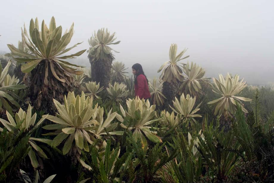 Imagen de ‘La Sirga’, una de las 12 películas nacionales estrenadas este año en Colombia. / Cortesía