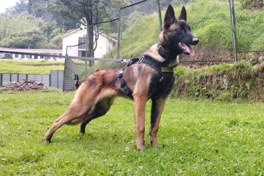 Las Fuerzas Militares dieron a conocer que el perro Wilson tendrá su propia estatua en reconocimiento a su heroica labor.