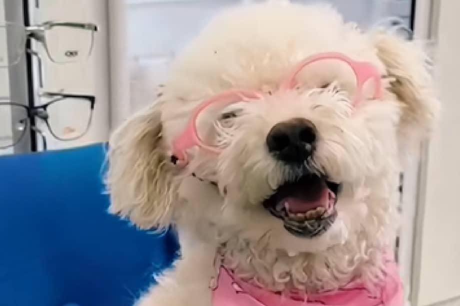 La perrita no veía con claridad, y eso explicaba cada paso inseguro que daba.