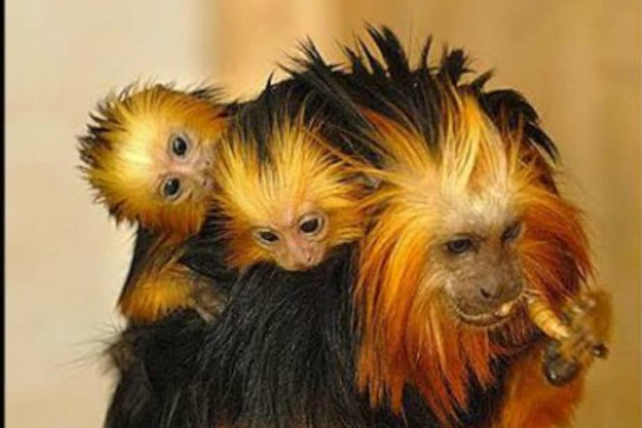Una reserva evita en Brasil extinción del "mono de los veinte reales"