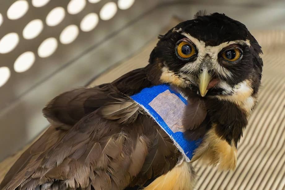 Las aves son de los animales más afectados por la pólvora.