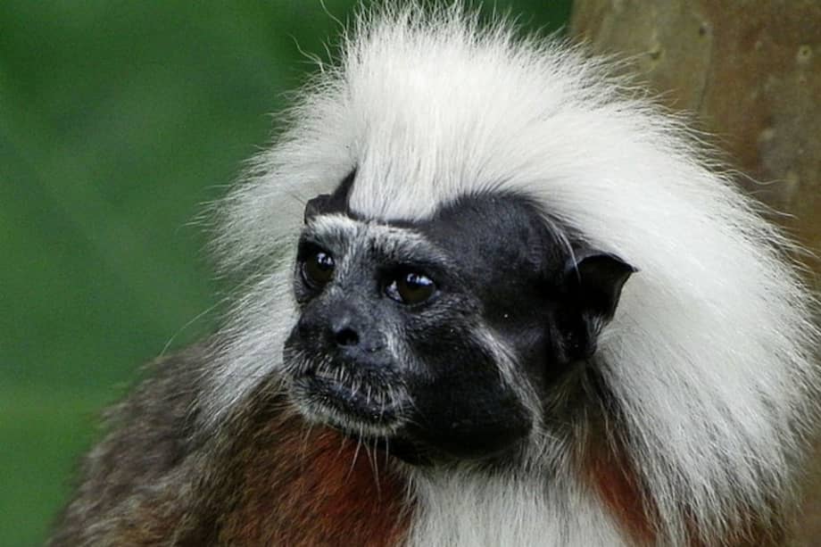 Colombia celebra el día del mono Tití Cabeciblanco